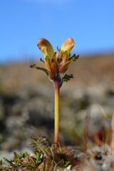 Pedicularis capitata