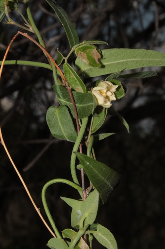 Image of Funastrum torreyi by (c) Arturo Castro Castro, some rights reserved (CC BY)