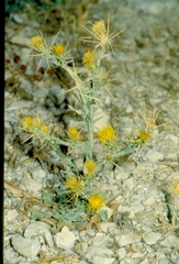 Centaurea solstitialis solstitialis