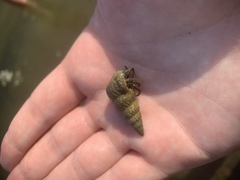 Clibanarius lineatus