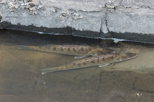 Pikeperch (Sander lucioperca) — Percidae — 2