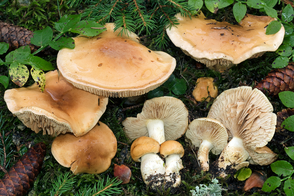 Phlegmacium percome
