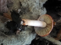 Leratiomyces ceres