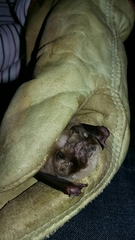 Mormoops megalophylla