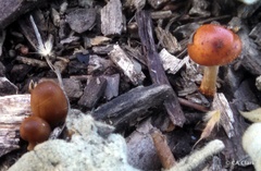 Leratiomyces ceres