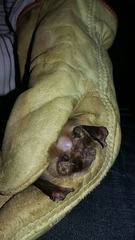 Mormoops megalophylla