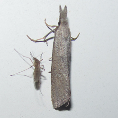 Acrolophus mortipennella