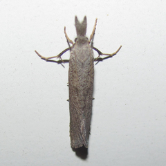 Acrolophus mortipennella