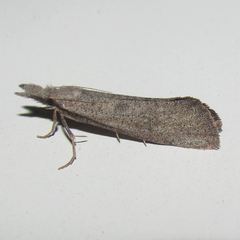 Acrolophus mortipennella