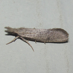 Acrolophus mortipennella