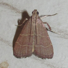 Arta epicoenalis
