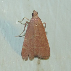 Arta epicoenalis