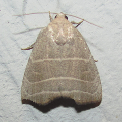 Bagisara rectifascia