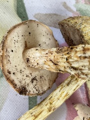 Austroboletus subflavidus image