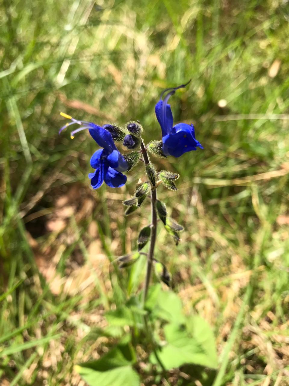 Salvia scutellarioides image