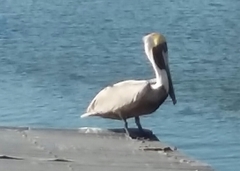 Pelecanus occidentalis