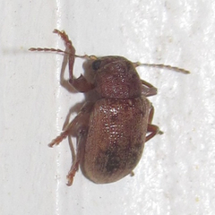 Xanthonia vagans