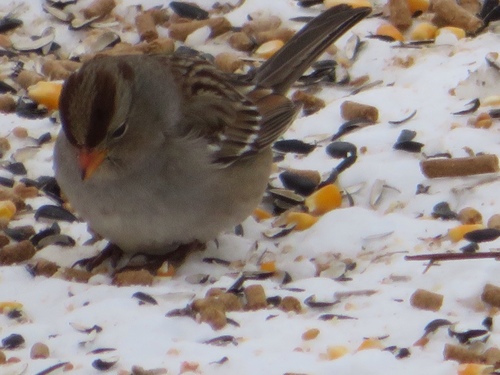 White-crowned Sparrow photographed in Iowa