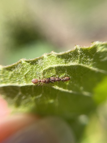Cephalotes incertusCephalotes incertus