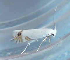 Leucoptera laburnella