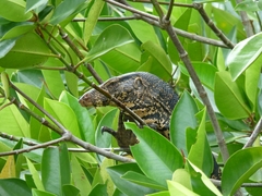 Varanus salvator salvator