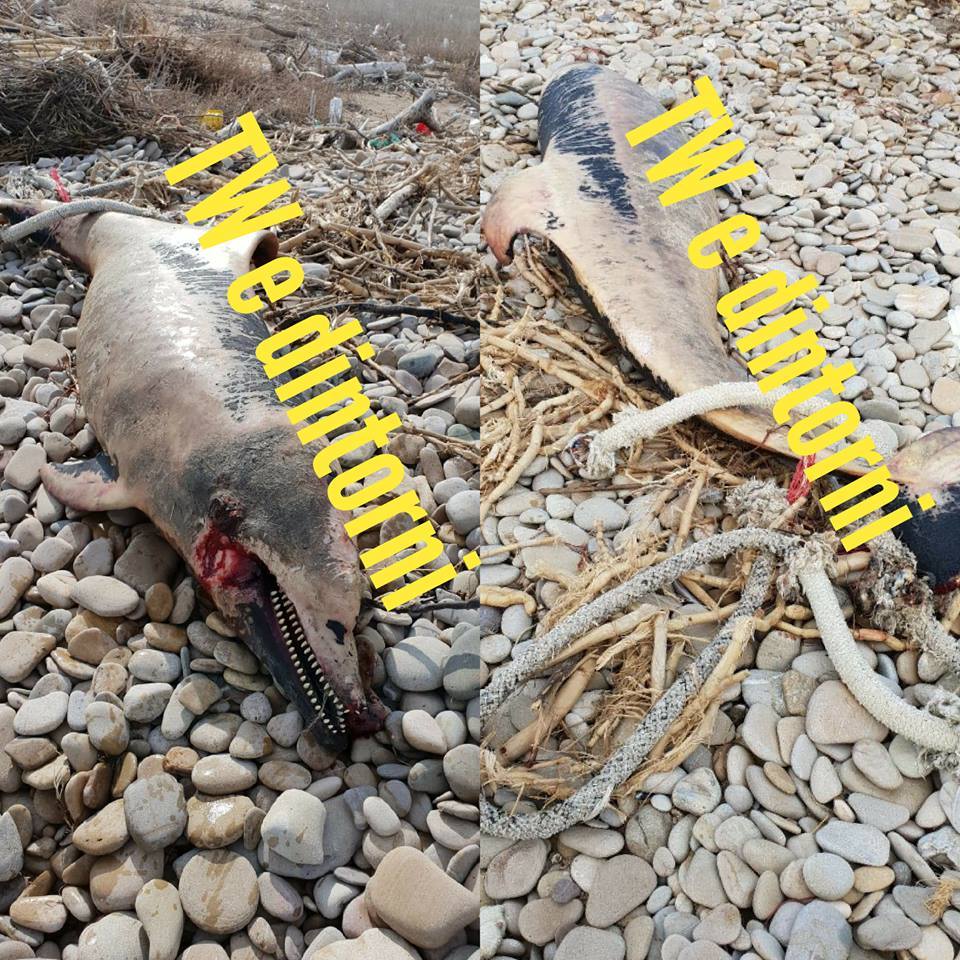 Tursiops truncatus<br>24 February, 2019