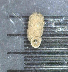 Lyropupa
