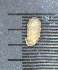 Lyropupa