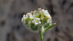 Cryptantha utahensis