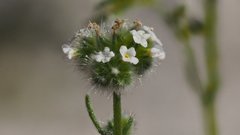 Cryptantha utahensis