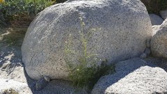 Cryptantha utahensis