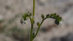 Cryptantha utahensis