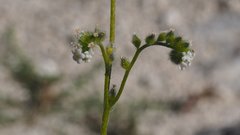 Cryptantha utahensis
