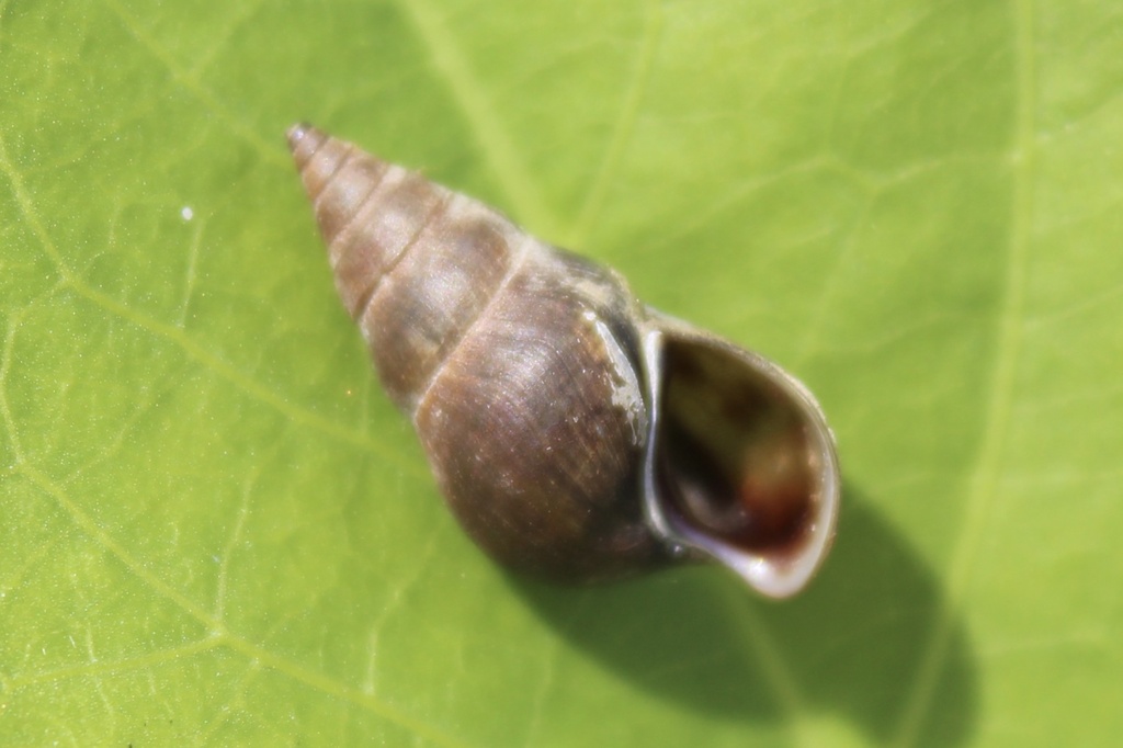 Liver Elimia