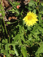 Pyrrhopappus pauciflorus