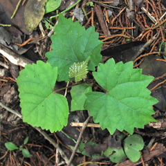 Vitis monticola