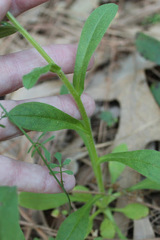 Myosotis verna