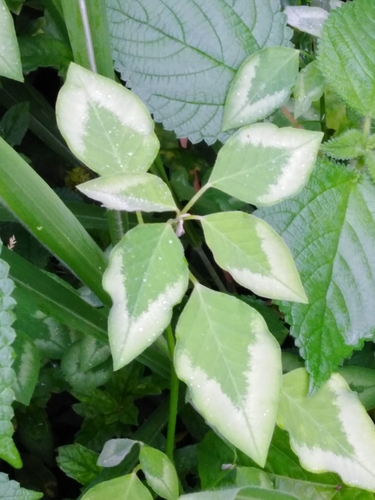 Euphorbia graminea