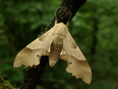 Marumba quercus