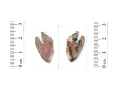 Hyles euphorbiae