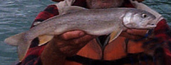 Salvelinus malma