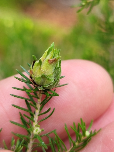 Wachtliella ericina