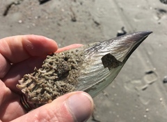 Phragmatopoma caudata