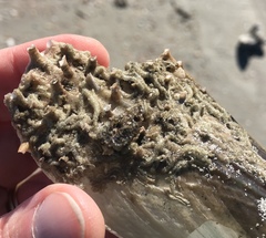 Phragmatopoma caudata