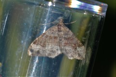 Xanthorhoe defensaria