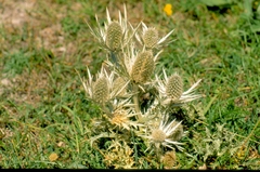 Eryngium spinalba