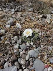 Echinofossulocactus pentacanthus