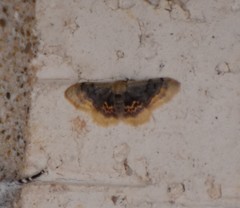 Idaea scintillularia