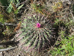 Ferocactus recurvus recurvus