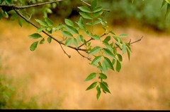 Fraxinus ornus